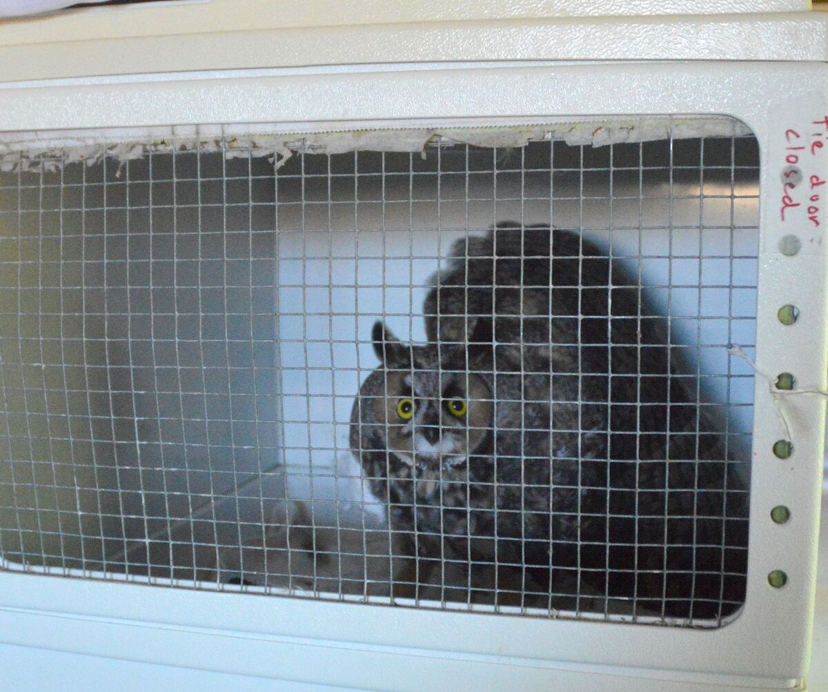 Owl-Goes-O.O.JPG